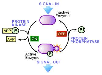 Comunicazione tra cellule: recettore di membrana a. Modificando lo stato elettrico della cellula b.