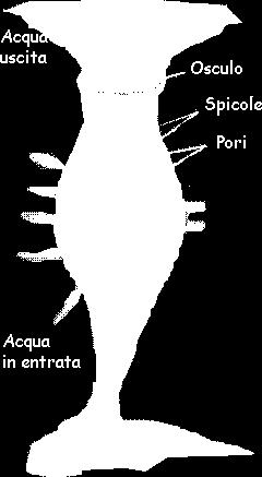 Poriferi Non hanno una forma ben definita: il corpo somiglia piuttosto a un sacco attraversato