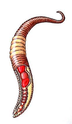 Anellidi La segmentazione non riguarda solo l aspetto esterno ma anche l interno, dove si osserva una ripetizione di organi.