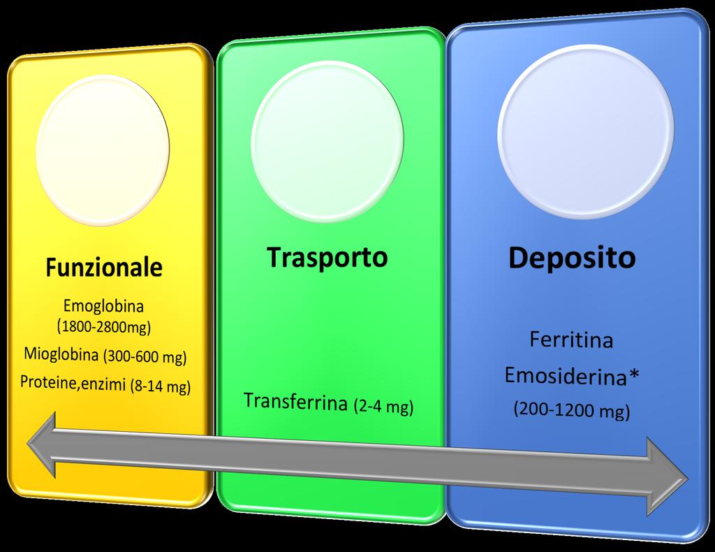 La distribuzione del ferro nell organismo METABOLISMO DEL FERRO, PARAMETRI, ANEMIA E CARENZA DI