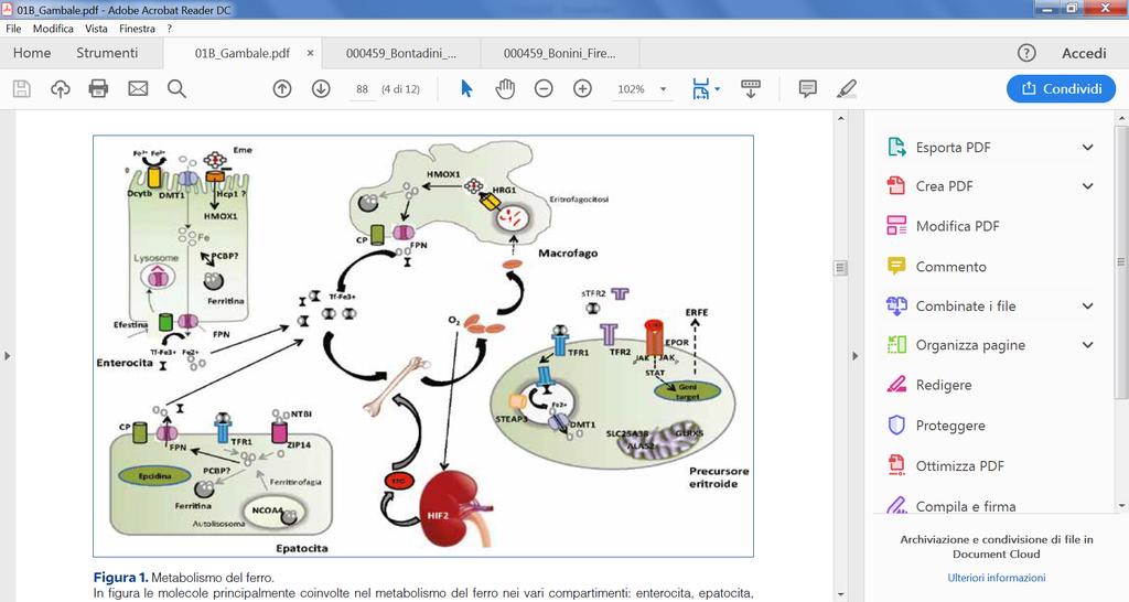 Il ciclo del ferro METABOLISMO DEL FERRO, PARAMETRI, ANEMIA E CARENZA DI FERRO D U O D E N O