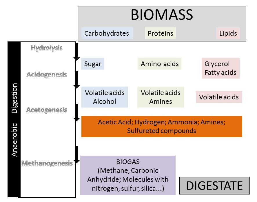 Phases of the digestion