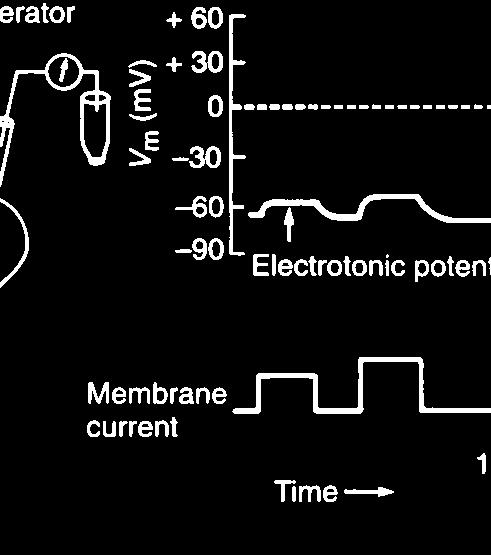 dendriti o nel soma, il potenziale di membrana varia seguendo la corrente.
