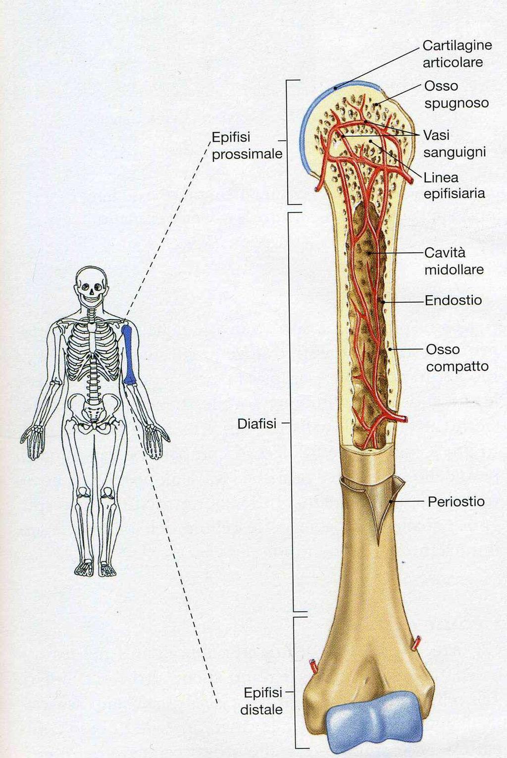 Nell osso penetrano numerosi vasi sanguigni.