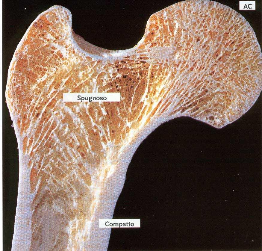 Dettaglio dell osso compatto e spugnoso nella testa del femore (Quello che vediamo è un osso morto, privo del midollo, dei vasi sanguigni e dei muscoli circostanti) STRUTTURA - Tessuto lamellare a