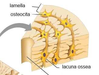 STRUTTURA LAMELLARE Gli osteociti sono accolti in cavità a forma di lente biconvessa, scavate nella matrice calcificata LACUNE OSSEE STRUTTURA LAMELLARE Dalle lacune si irradiano CANALICOLI OSSEI