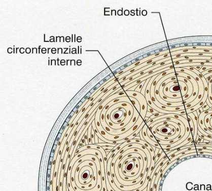 ENDOSTIO - Le superfici interne, verso le cavità midollari e le cavità vascolari sono rivestite dall ENDOSTIO, uno strato di cellule appiattite con attività osteogenica.