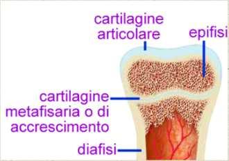 osteoblasti OSTEOGENESI OSSIFICAZIONE INDIRETTA VASI SANGUIGNI invadono anche le epifisi del modello cartilagineo e si formano centri di ossificazione secondari.