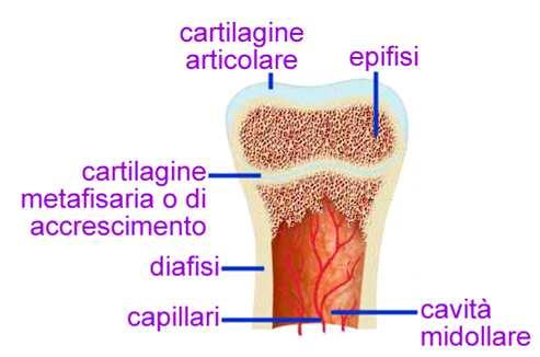 Cartilagine in accrescimento Parte ossificata Fino a quando è presente una zona di cartilagine tra i centri di ossificazione l osso