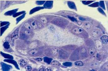 ELEMENTI CELLULARI - CELLULE OSTEOPROGENITRICI (STAMINALI) - OSTEOBLASTI - OSTEOCITI - OSTEOCLASTI (Derivano dai Macrofagi) CELLULE MESENCHIMALI differenziamento CELLULE OSTEOPROGENITRICI