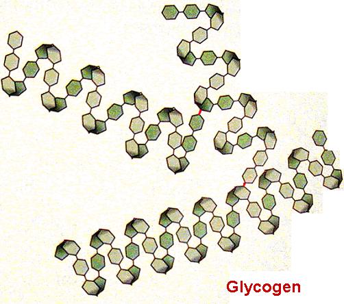 Le molecole dell amido e del glicogeno sono avvolte ad elica e ripiegate a formare delle strutture globulari ELLULOSA Legami β 1 4 Gli enzimi che