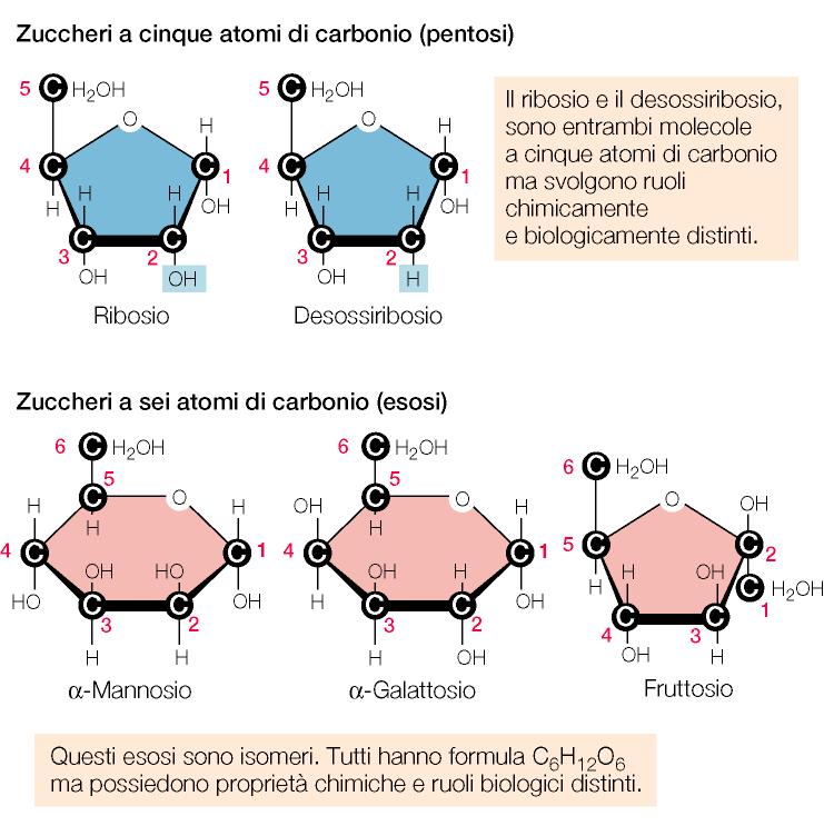 LA POLIMERIZZAZIONE DEGLI ZUERI disaccaridi,