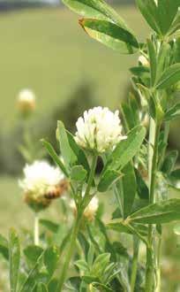 (giallo e viola) Periodo di semina: autunnale e primaverile Dose di semina: 25-30 kg/ha Adatta alla produzione di