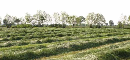 foglie/stelo Seme di grandi dimensioni, di colore giallognolo Periodo di semina: autunnale (fine agosto-ottobre)