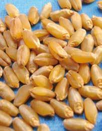GRANDE (53-56 mg) Sensibilità bianconatura ASSENTE MOLTO Contenuto proteico Indice di glutine Indice di giallo ALTO DON MATTEO medio-precoce, buona qualità delle semole.