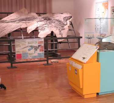 Cosa abbiamo realizzato Abbiamo realizzato due percorsi divulgativi semplificati in tutte le sale del Museo Civico di Storia Naturale di Trieste.