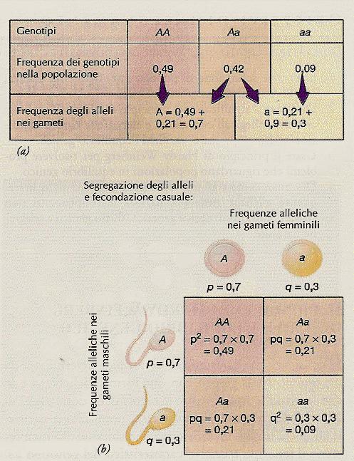 Dal principio di Hardy-Weinberg si deriva che in assenza di forze esterne perturbanti le frequenze di due alleli in una