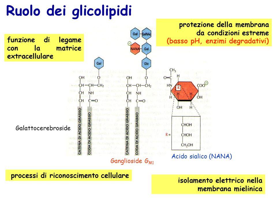 Funzioni del glicocalice: