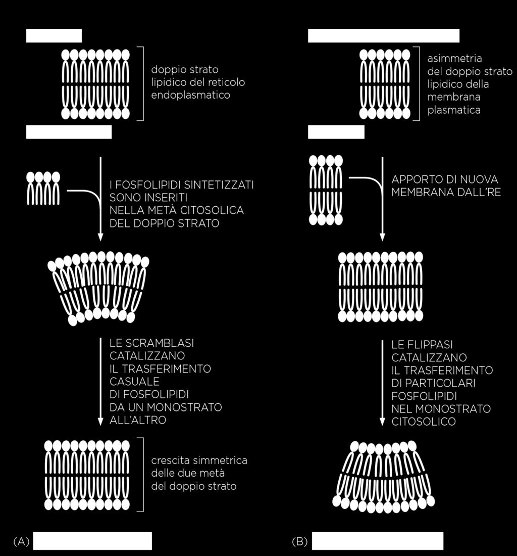 Glicolipidi 3% 100% - Biogenesi della membrana plasmatica Le membrane sono sintetizzate in maniera asimmetrica nel Reticolo