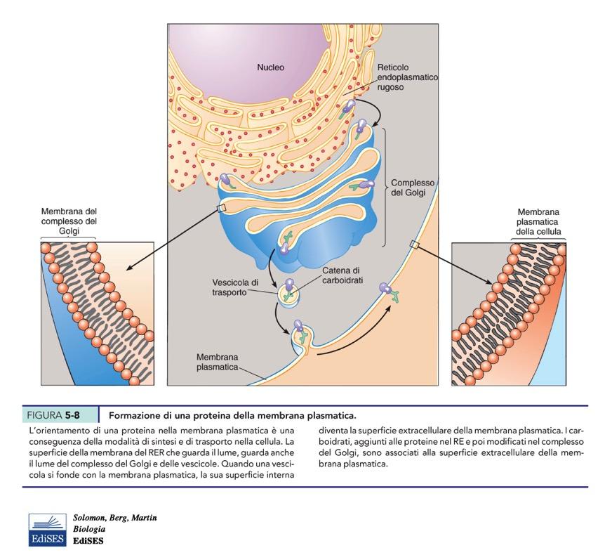 Le proteine di membrana Due tipi principali di proteine sono presenti nelle membrane PROTEINE INTEGRALI: presentano regioni idrofobe che spesso