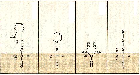 Le α- eliche transmembrana tipicamente sono costituite da 20-25 aminoacidi