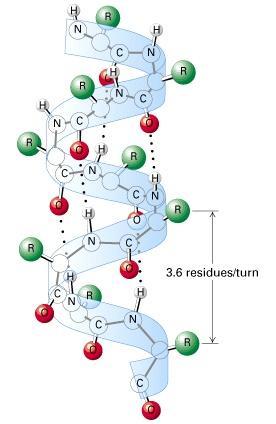 triptofano fenilalanina prolina isoleucina In una α-elica i legami