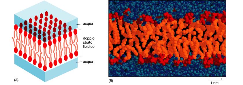 Struttura delle membrane: il doppio strato lipidico Struttura generale di