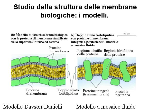 Foto al microscopio elettronico sembravano avvalorare le ipotesi di Davson-Danielli; la distribuzione irregolare delle proteine di membrana