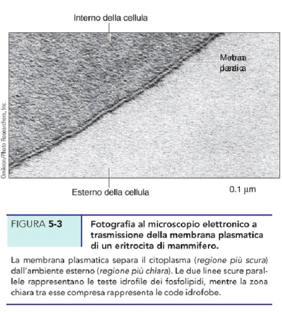 Il loro modello definito a sandwich era quindi costituito da proteine-lipide-proteine.