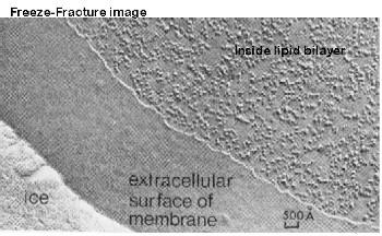 Membrane biologiche Il definitivo chiarimento sul modello della membrana cellulare si è