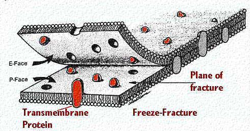 interno delle membrane con tutti i costituenti.