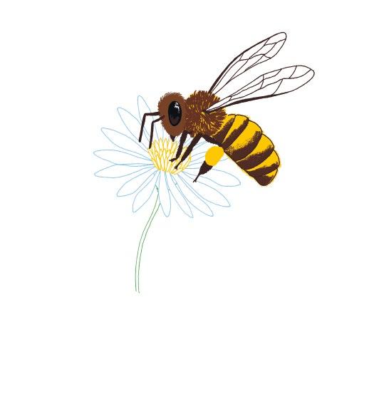 L ape Ogni giovane ape all inizio è nutrice delle larve.