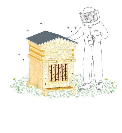 000 api! Bisogna creare un alloggio per tutte e immagazzinare le provviste di miele e polline.