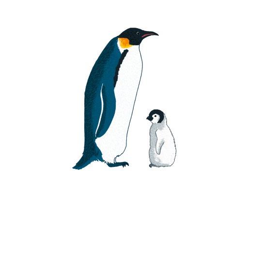 Il pinguino imperatore È la specie più grande di pinguino e vive in Antartide.