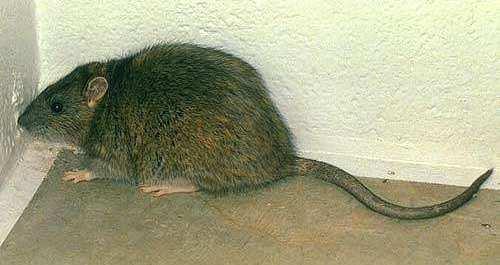 norvegicus Ratto