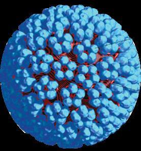Human Papilloma Virus (HPV) o virus