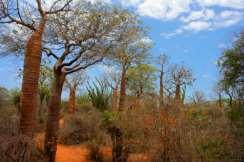 Oggi si dedica l'intera giornata alla visita del Parco Nazionale d Isalo. Una delle visite più importanti del Madagascar.