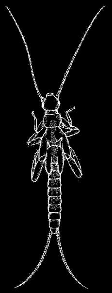 famiglia Leuctridae genere Leuctra 5-16 mm