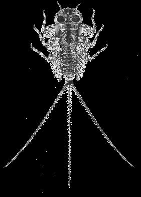 famiglia Heptageniidae genere Ecdyonurus espansioni laminari