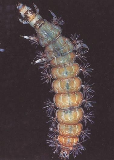 famiglia Rhyacophilidae solo pronoto sclerificato tracheobranchie laterali ramificate pigopodi molto sviluppati Larve predatrici, vivono