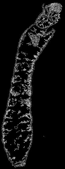 famiglia Simuliidae ventagli mandibolari filtranti uno pseudopodio toracico addome rigonfio disco di uncini terminale 4-12 mm larva eucefala