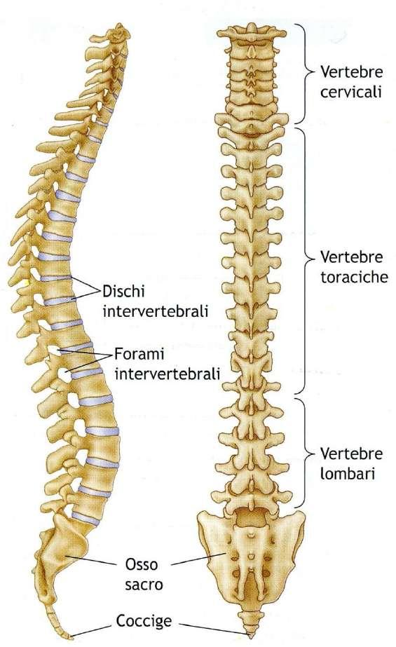 Anatomia Il rachide è costituito da : 7 vertebre