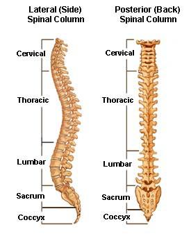INTRODUZIONE La colonna vertebrale normale, se osservata lateralmente, non è una linea dritta.