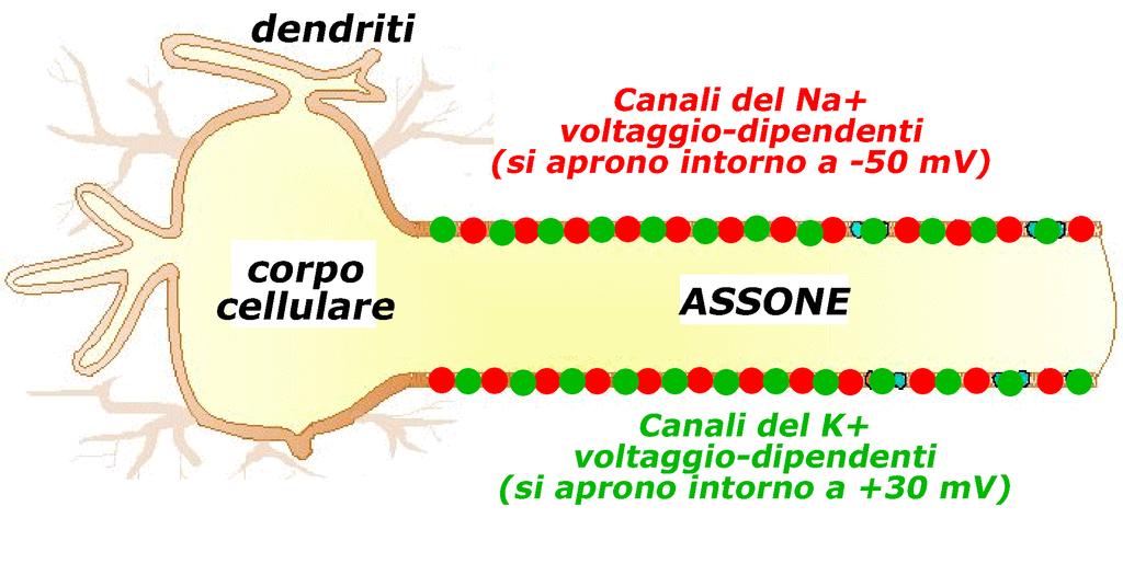 L assone del neurone possiede canali ionici (canali voltaggio-dipendenti) di tipo differente da quelli presenti sul corpo cellulare e sui dendriti