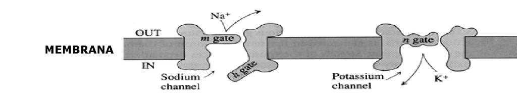 di Hodgkin è la relazione circolare tra il