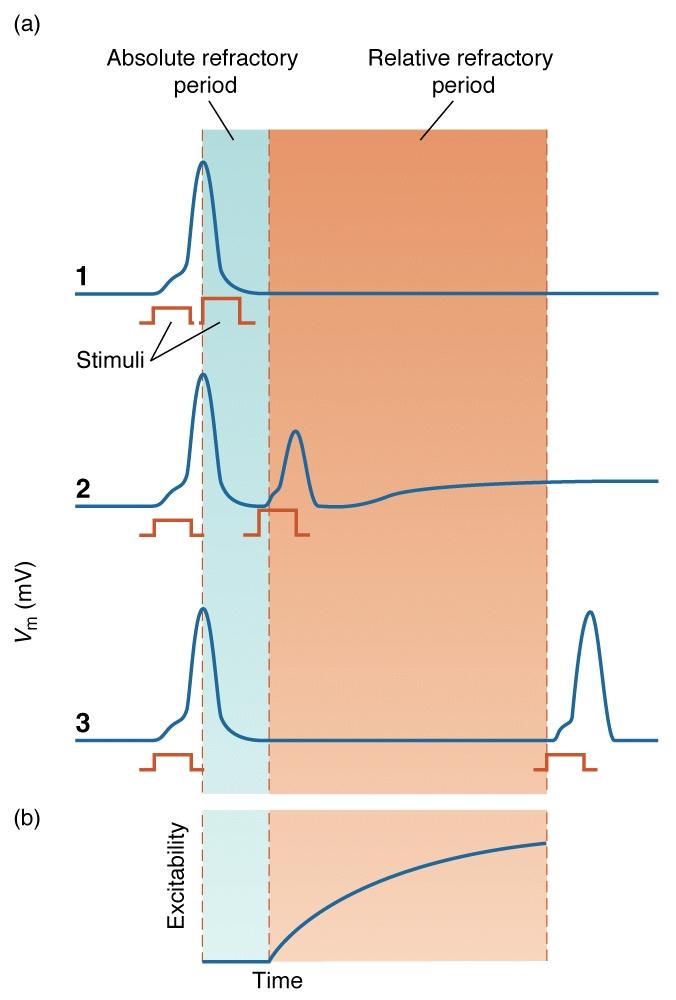 Potenziale d azione con relative variazioni di conduttanza al Na + e al K + Periodo Refrattario Assoluto Periodo Refrattario Relativo i periodi refrattari: Assoluto - nessuno