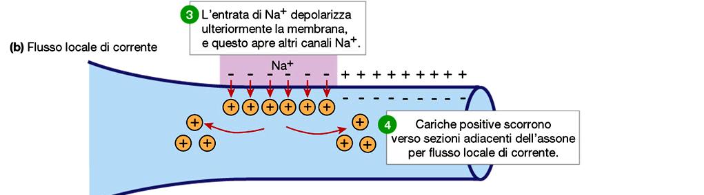 AZIONE: esso si