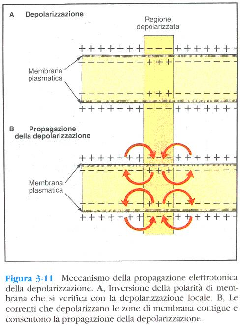 Meccanismo della