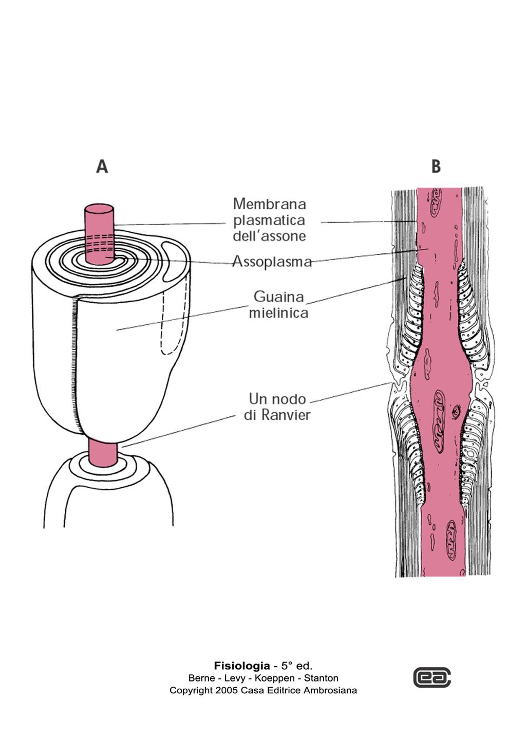 Un assone o una fibra muscolare possono essere considerati come un cavo elettrico La membrana plasmatica funge da isolante (imperfetto) e il citoplasma da conduttore La mielinizzazione aumenta la