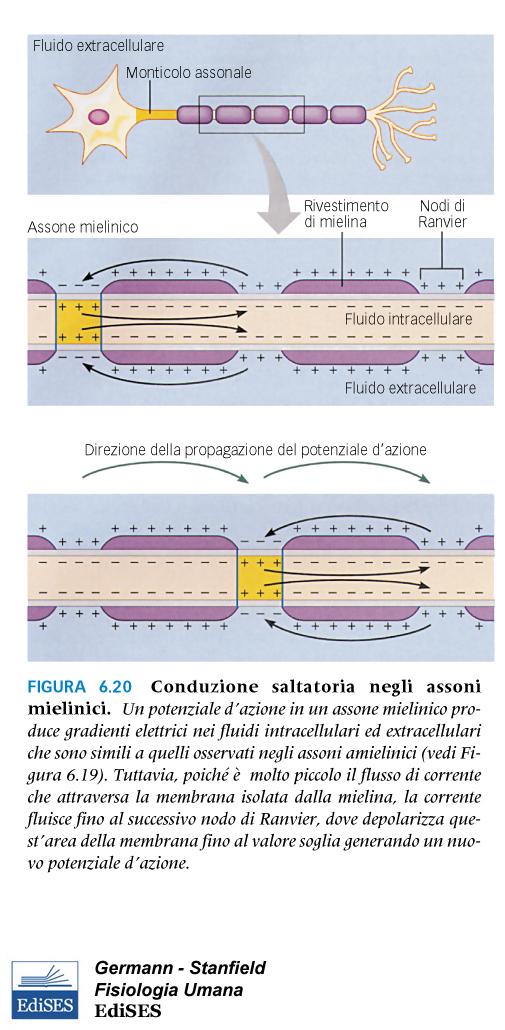 Conduzione saltatoria: in una fibra mielinica, l impulso salta da un